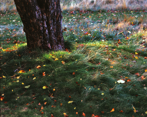 Ahwahnee Meadow, Yosemite