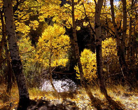 Autumn Blaze, Silver Creek, Eastern Sierra