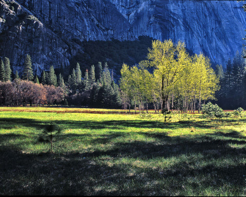 Cook's Meadow