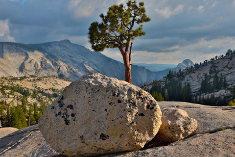 Glacial Erratic and Jeffrey Pine Olmsted Point