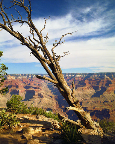 Grand Canyon South Rim