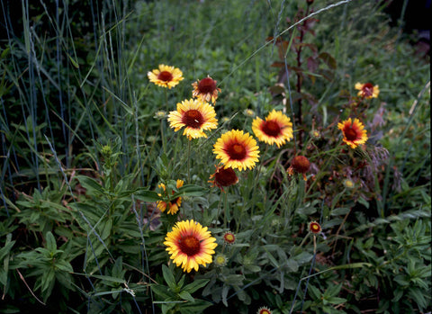 Marigolds before a Thunderstorm, Gateway Hotel, Lee Vining